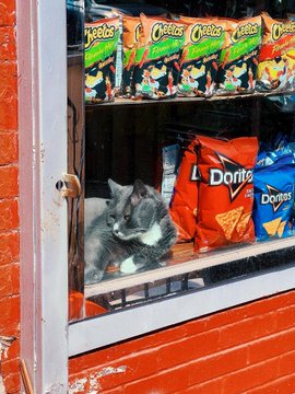 Real bodega cat from NYC